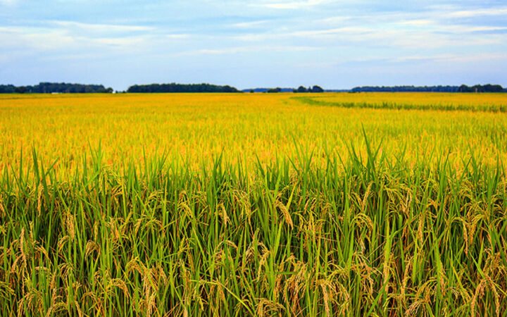 Pakistan Rice Exports Surge, Reshaping the Global Market Landscape